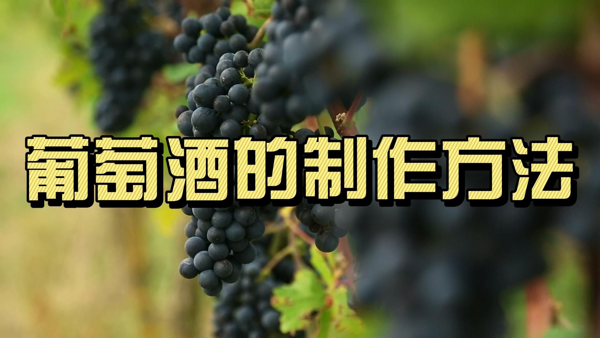 葡萄酒的制作方法