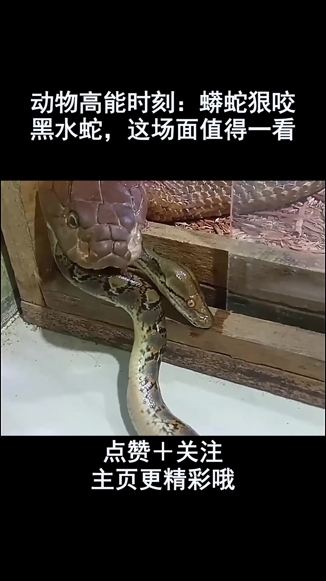 动物高能时刻:蟒蛇狠咬黑水蛇,这场面值得一看