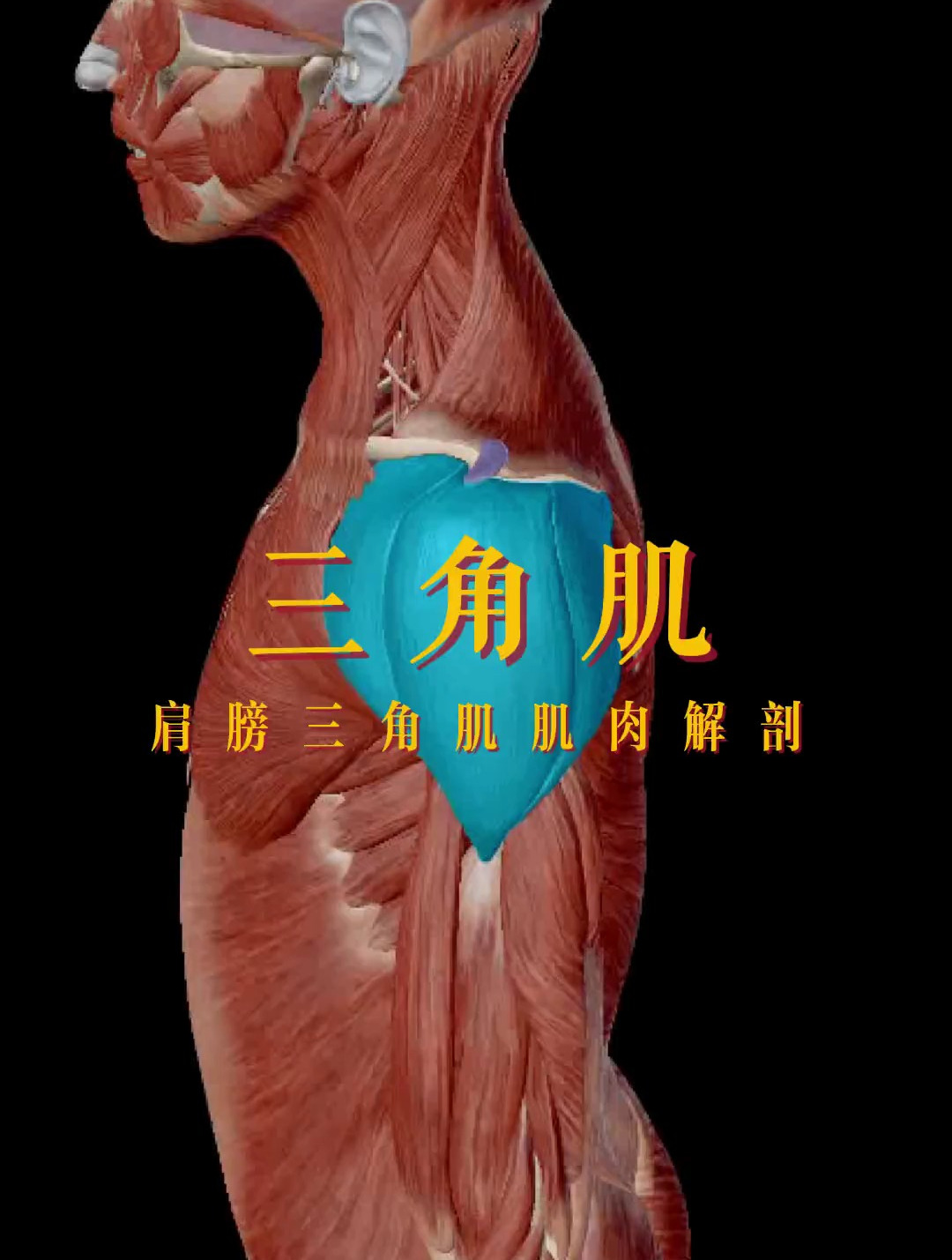 解读人体结构——三角肌,俗称虎头肌,由前中后三束肌肉组成