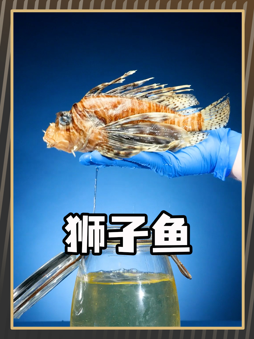 致命的狮子鱼是怎么释放毒液的?