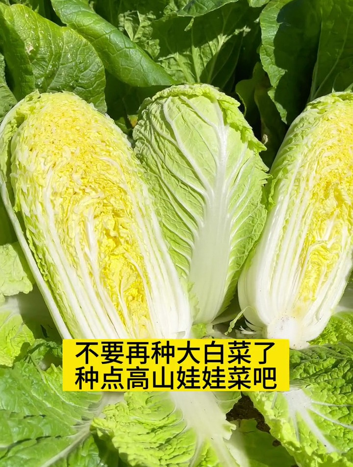 现在播种,要不了2个月就有吃不完的黄心娃娃菜,高山品种更脆嫩