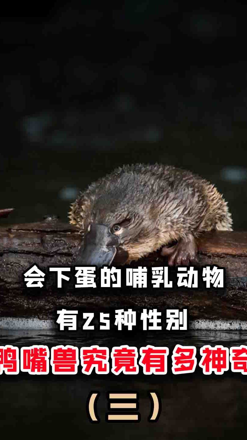 鸭嘴兽:会下蛋的哺乳动物?暗藏拯救人类的希望?