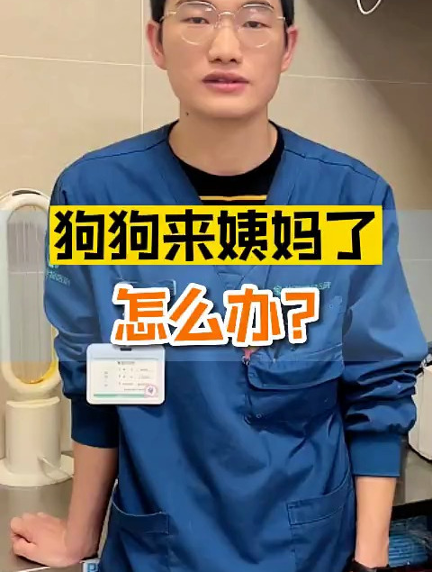 狗狗来姨妈该怎么处理呢?痛经怎么办?