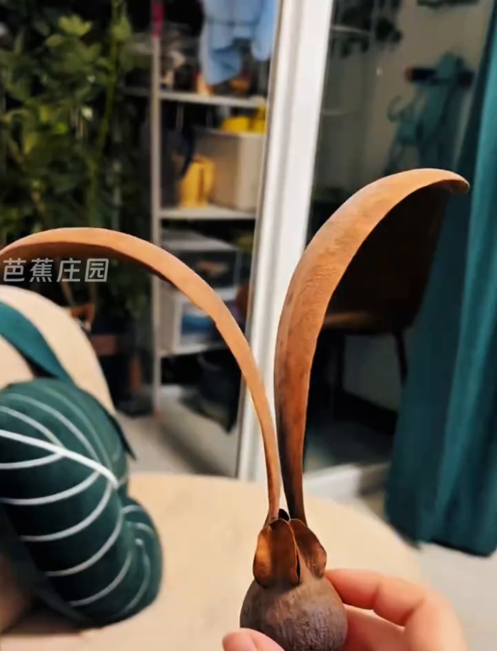 这玩意儿是啥植物啊?