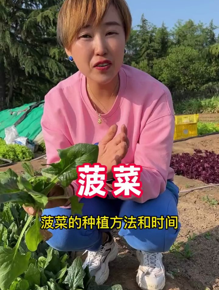 菠菜的种植方法和时间