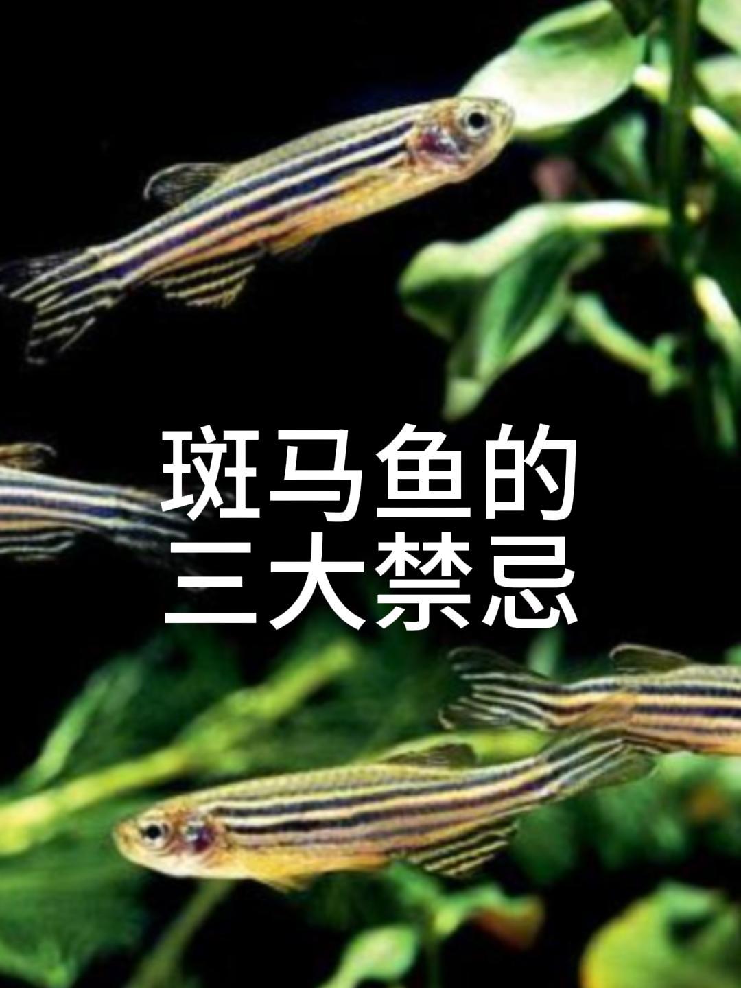 新手喜欢养斑马鱼的有三大禁忌你知道吗