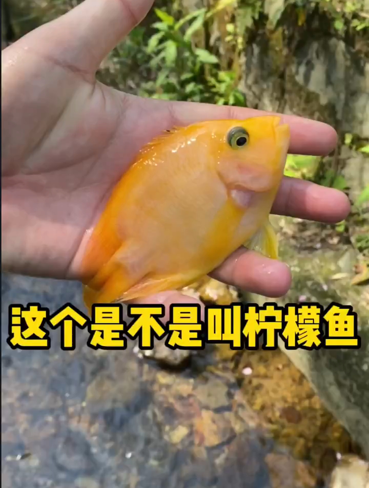 这个是不是叫柠檬鱼