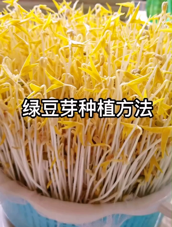 绿豆芽种植的全过程简单,简单易上手,自己种的安全吃着还放心~