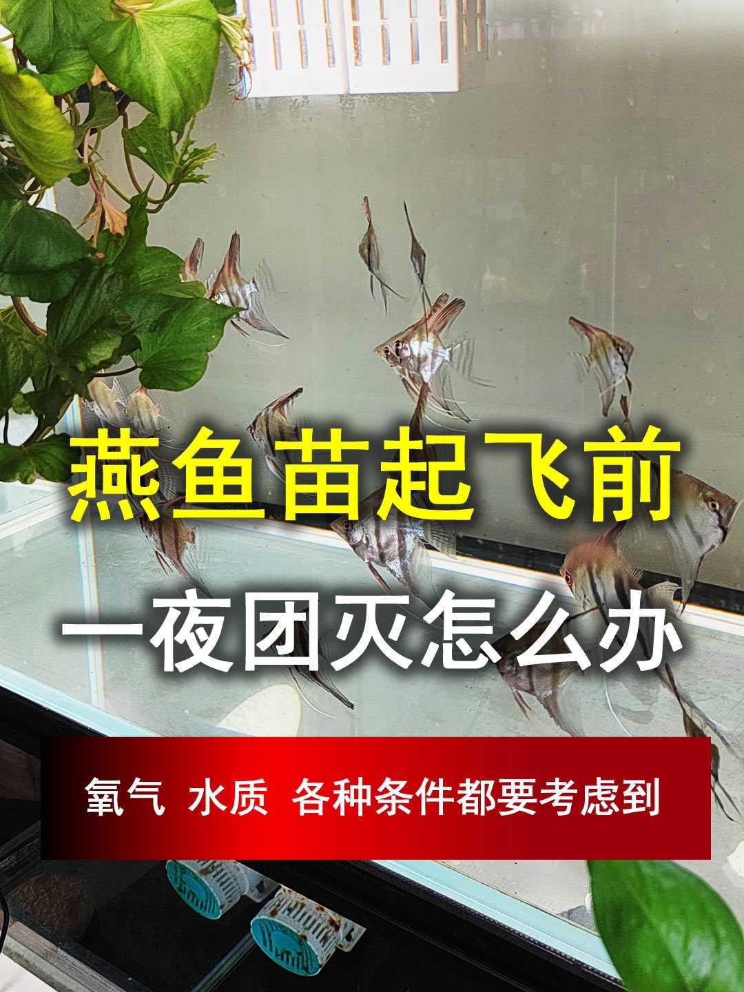 燕鱼苗起飞前,一夜团灭如何处理