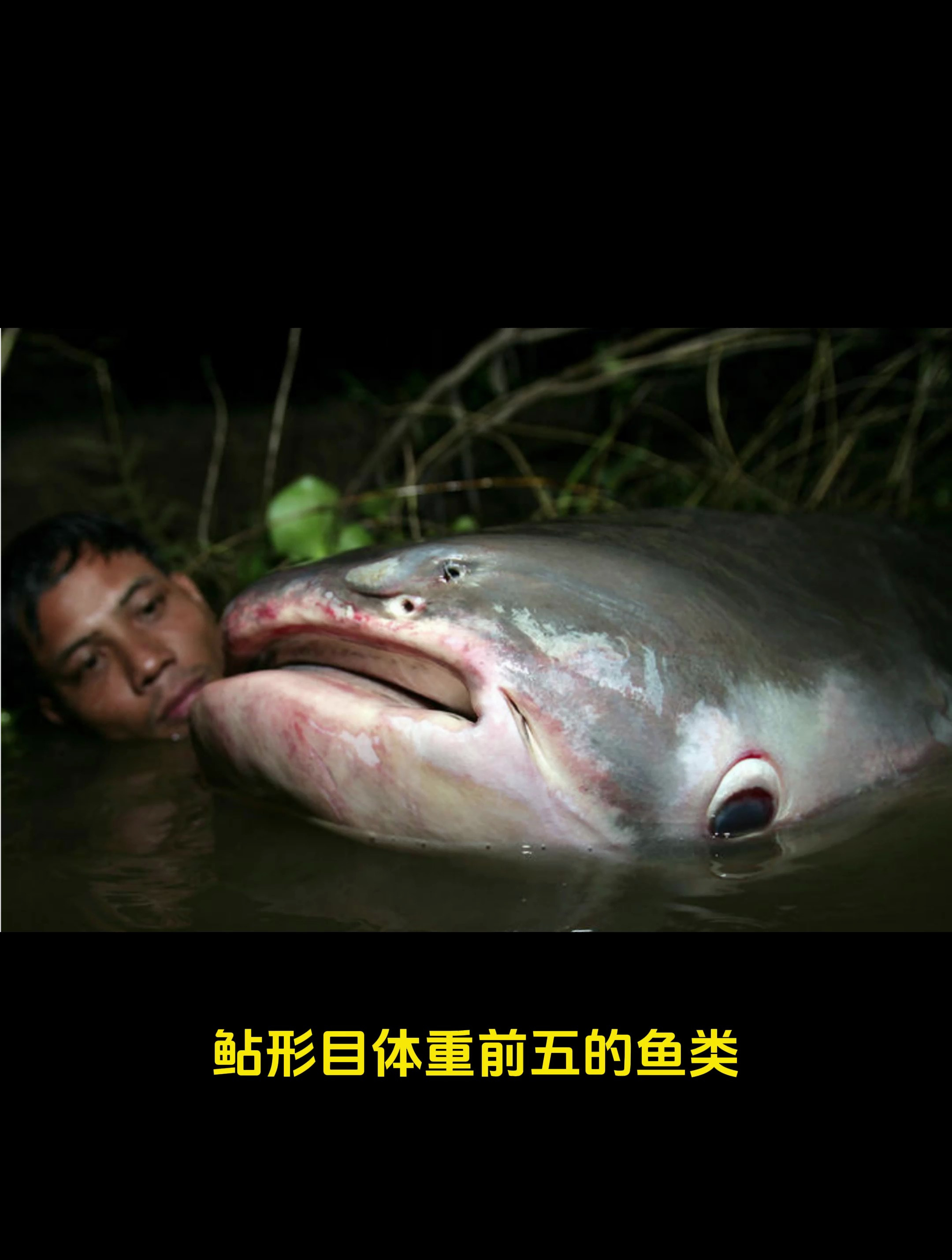 鲇形目体重前五的鱼类