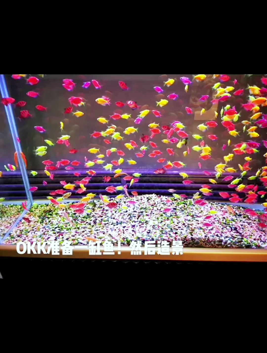 鱼缸造景难吗?你觉得是鱼好看还是景好看?