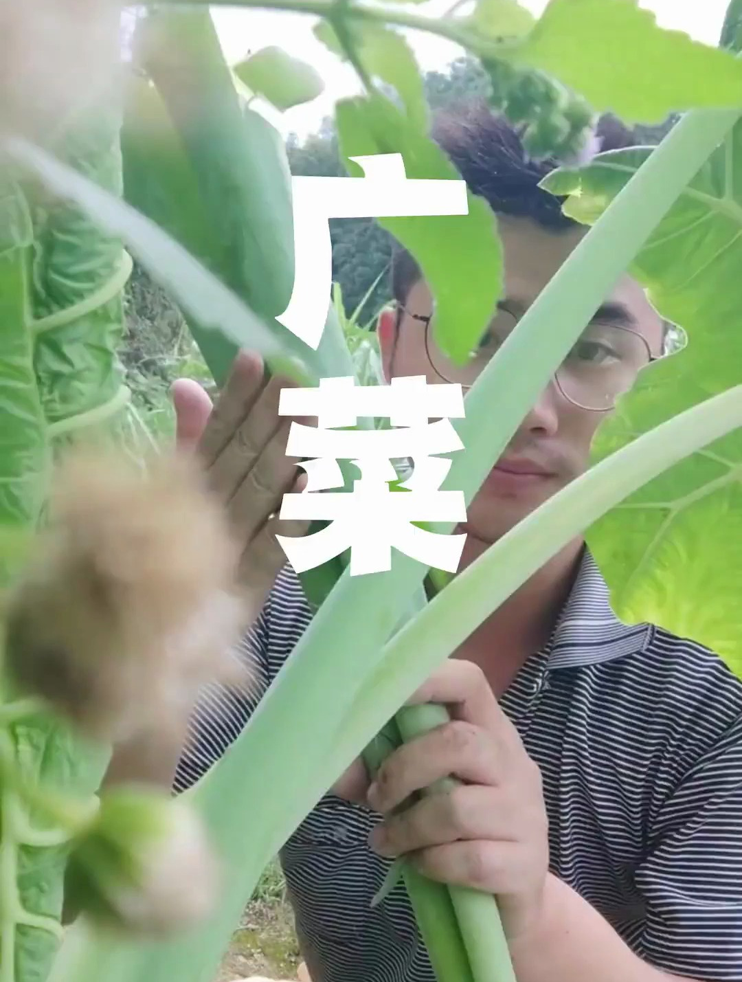 吃过吗 南方人超爱的广菜和野芋叶的区别是什么