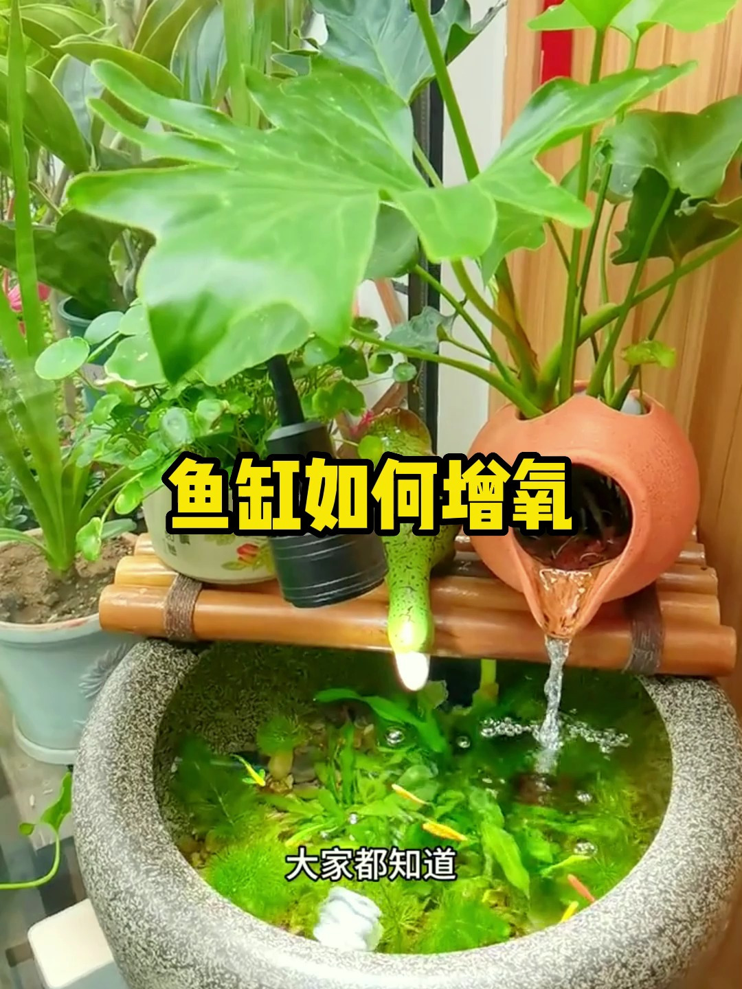 鱼缸如何增氧?这个方法真的很简单!