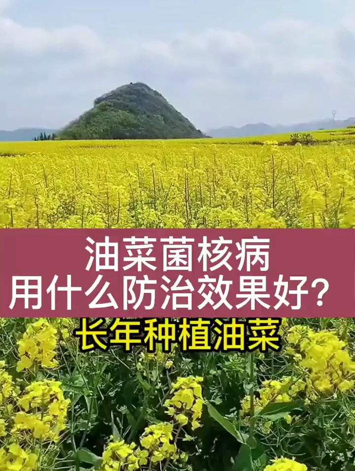 油菜菌核病是最容易发生的病害,用什么预防油菜菌核病效果好呢?