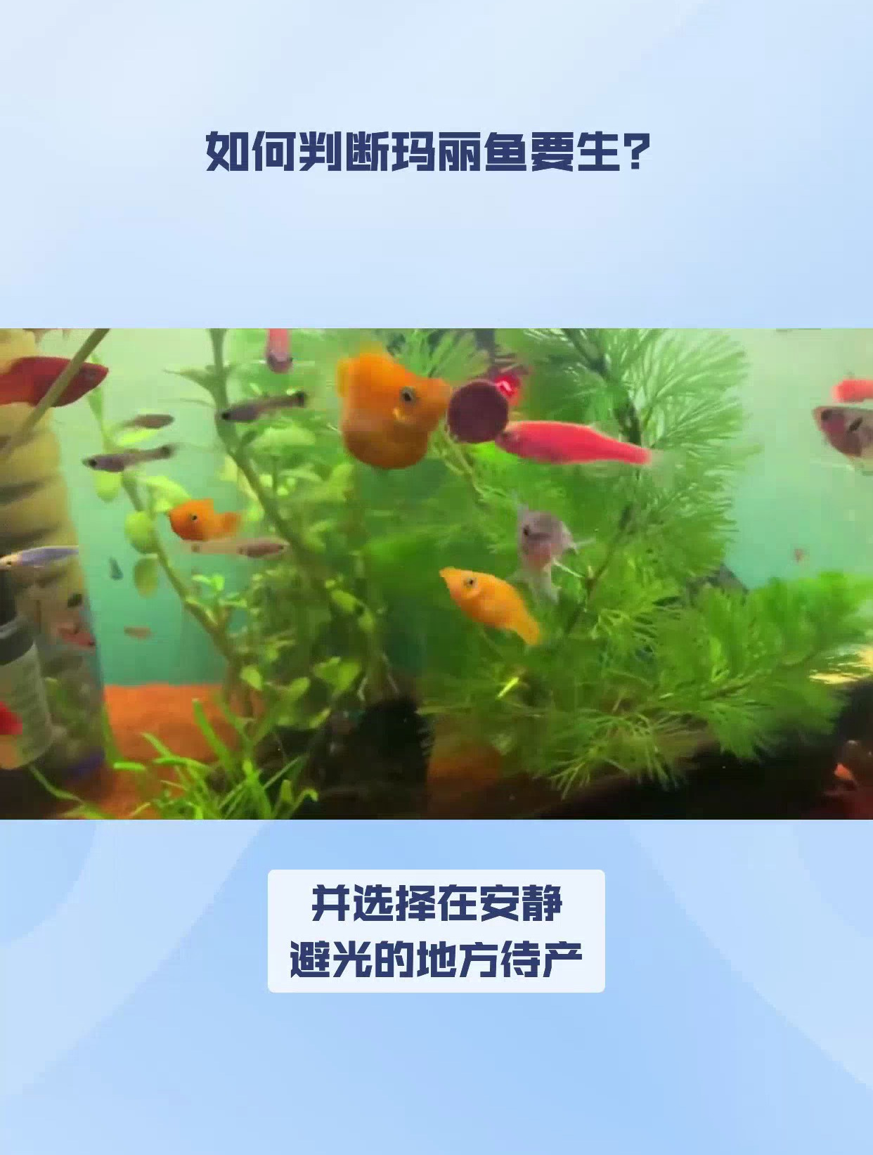 如何判断玛丽鱼要生了?提前做好准备,迎接新生小鱼
