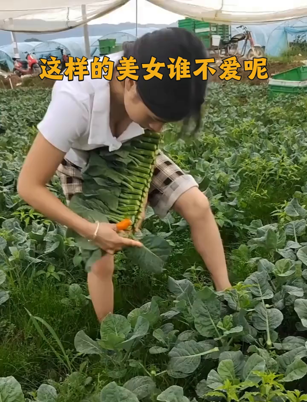 菜地里的靓妹摘菜贼溜,弯腰采菜美如画,这田园女神谁顶得住啊!