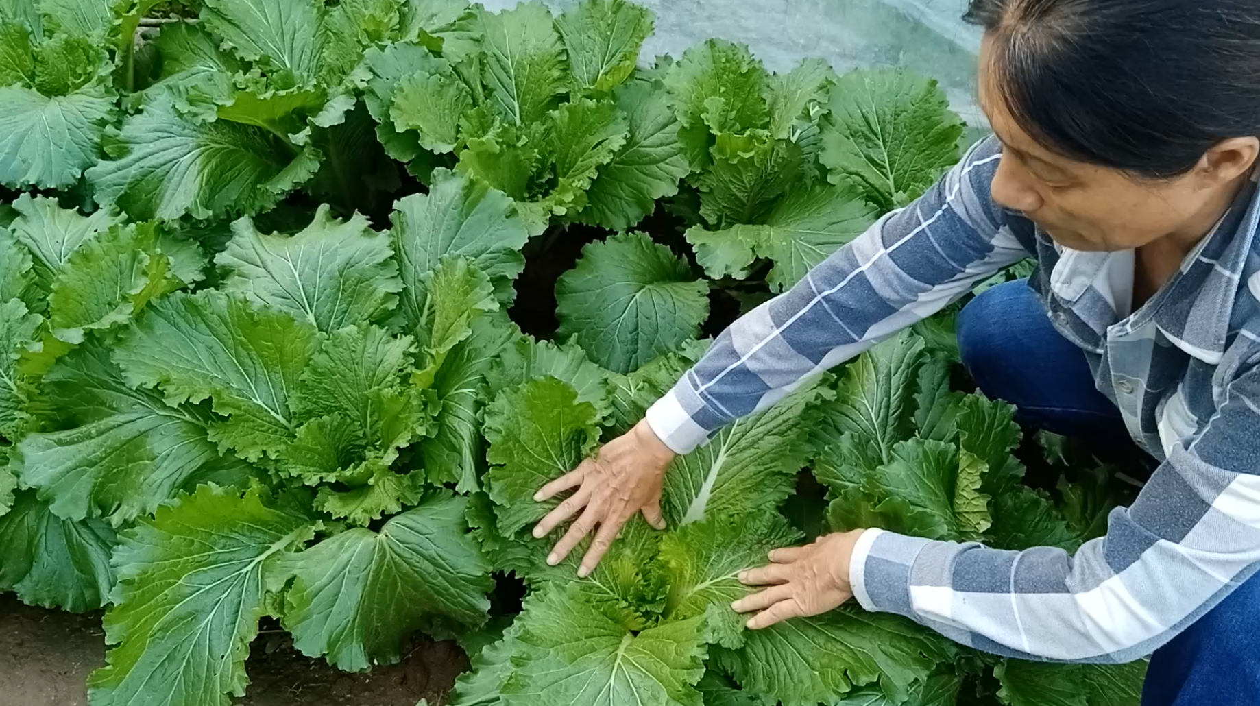 大白菜如何不烂芯?只需一个简单的动作,白菜长得大又饱满