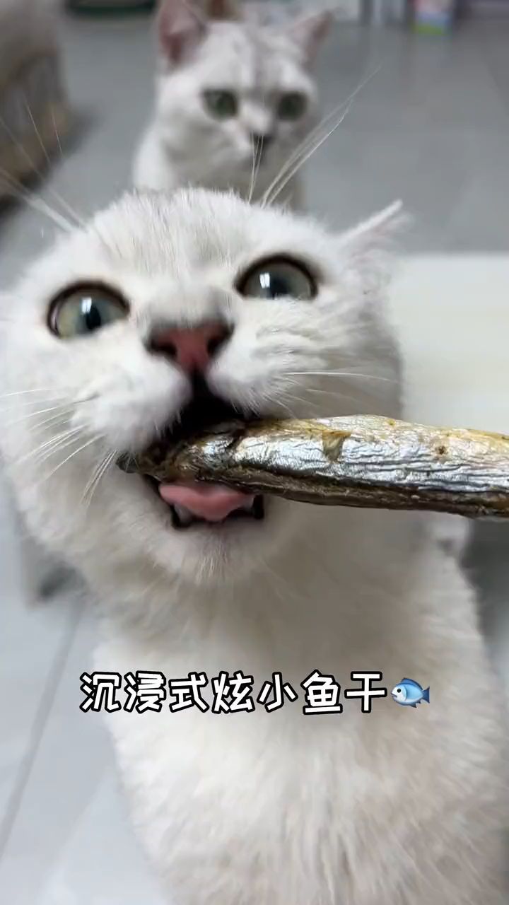 被人艾特看猫猫炫小鱼干真是件幸福的事儿～
