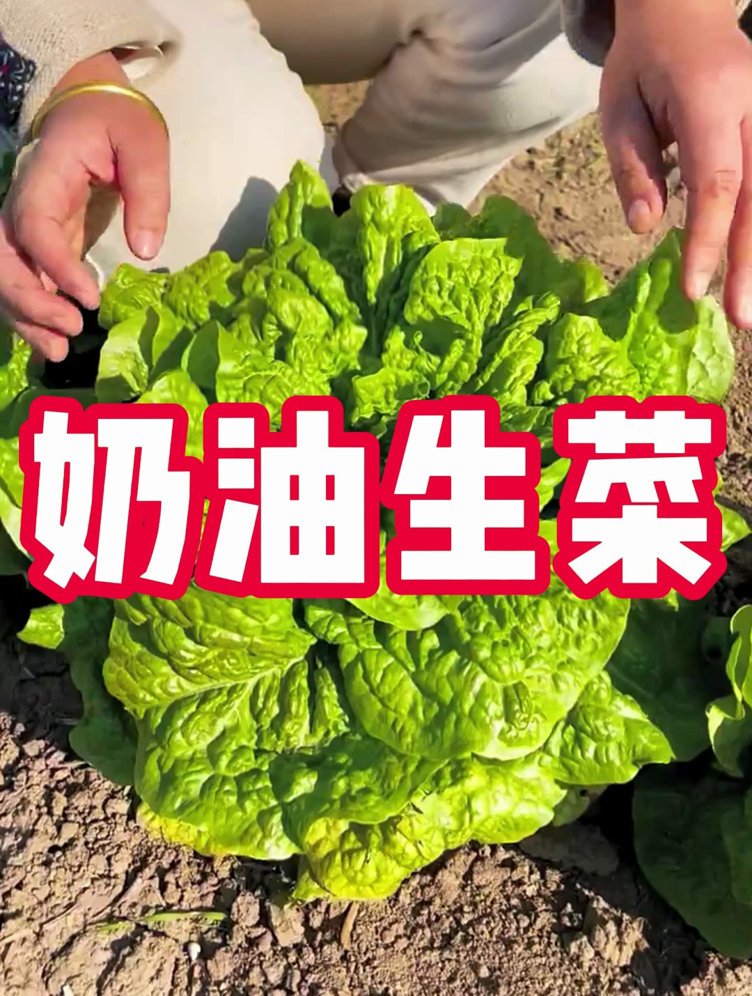 奶油生菜 奶油味的生菜 奶香味十足