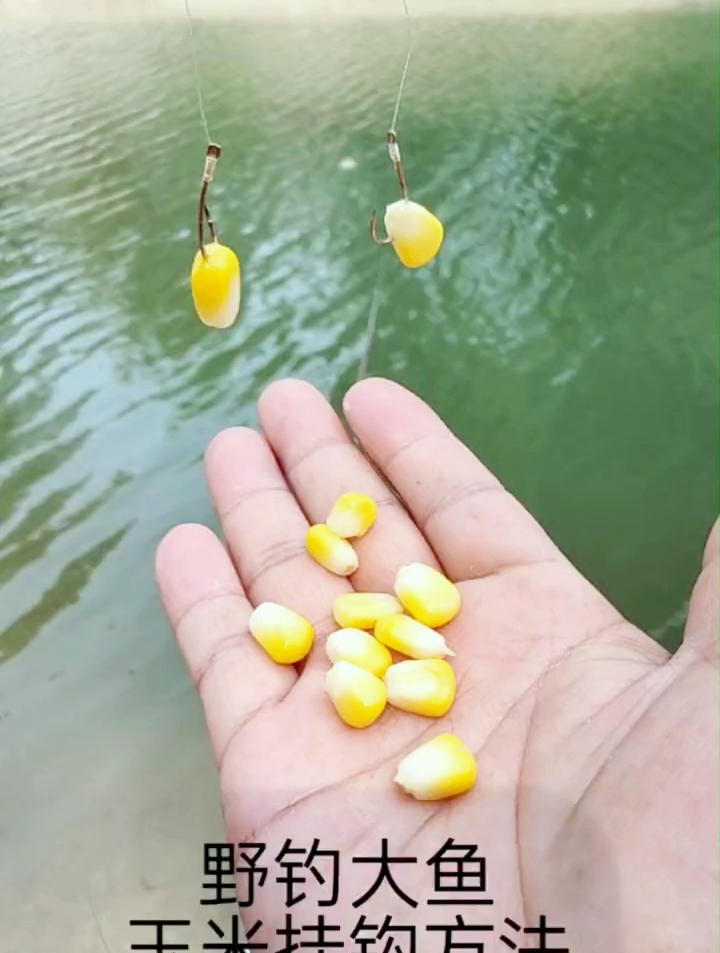 野钓玉米粒正确挂钩方法,你挂对了吗