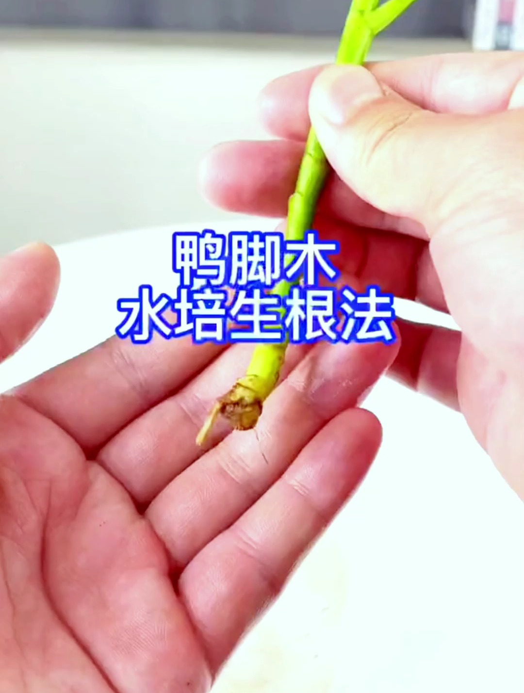 鸭脚木水培生根法你知道吗?没有你想的那么难!学到就是赚到!