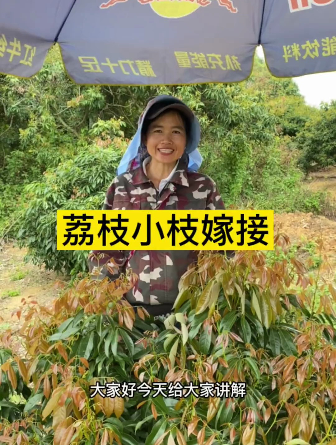 嫁接果树技术支持荔枝小枝嫁接讲解过程