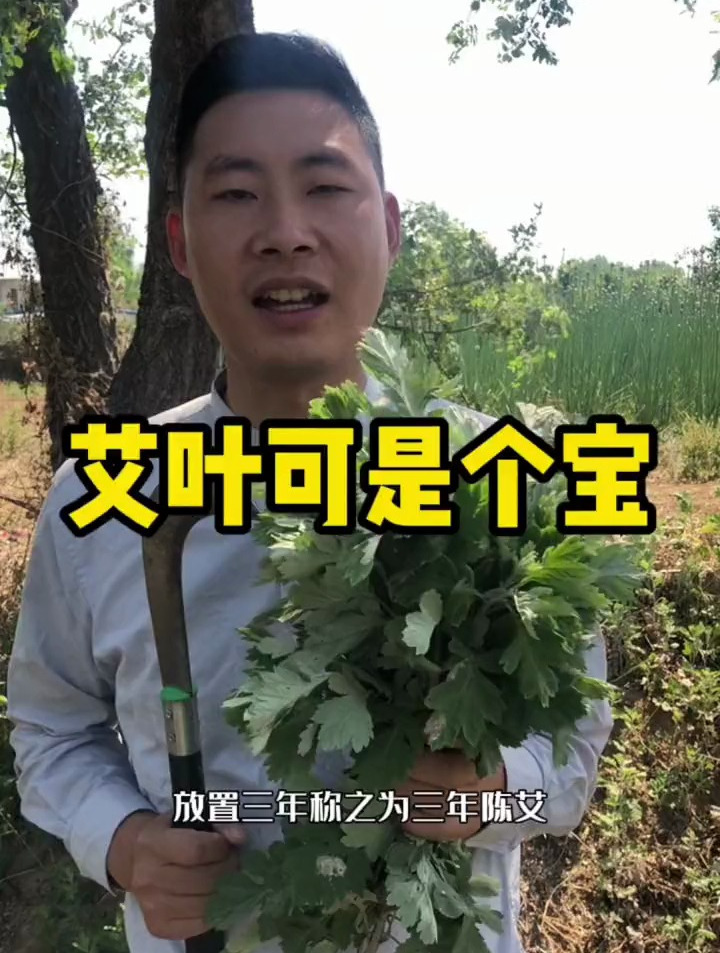 艾叶在我们当地可以泡脚,做青团,你们当地还有什么用处呢