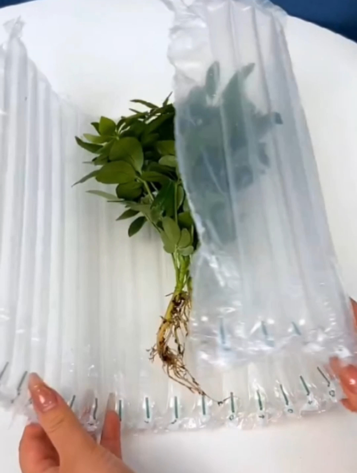 七叶莲又叫鸭脚木,能赏花能泡酒,养护简单好寓意