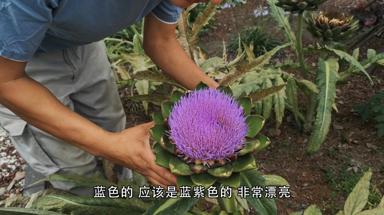 凶猛又温柔的菜蓟,或许是世上最好看又好吃的美味!