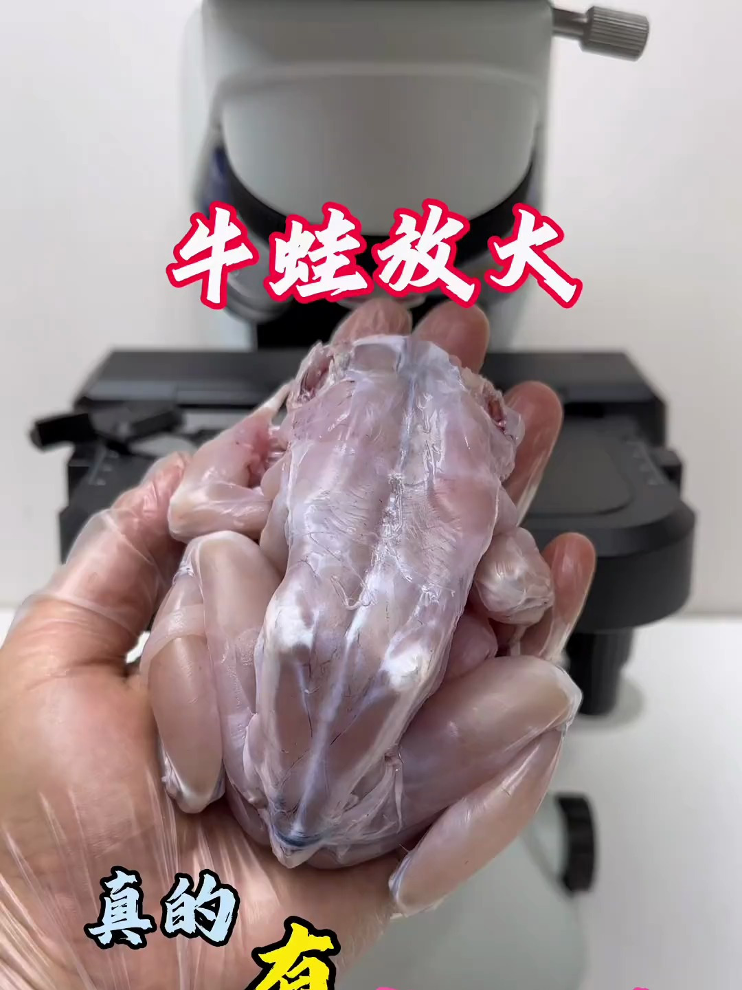 牛蛙里面真的有寄生虫吗