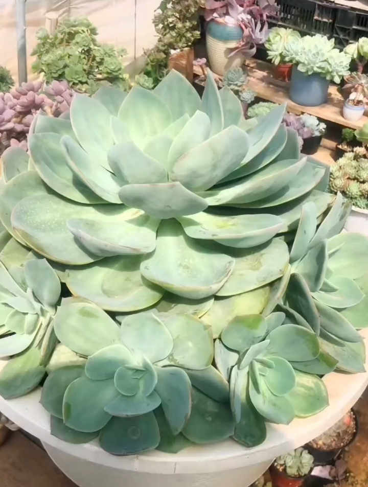 白凤多肉植物属于景天科,是景天科里较大型的多肉植物品种之一!