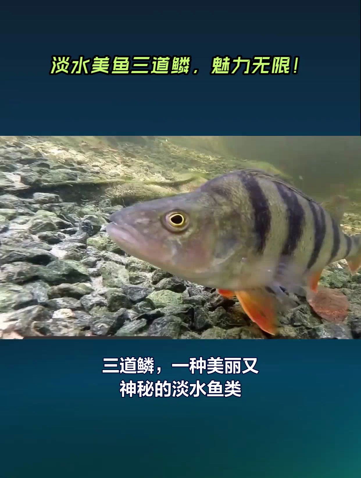 淡水美鱼三道鳞,魅力无限!