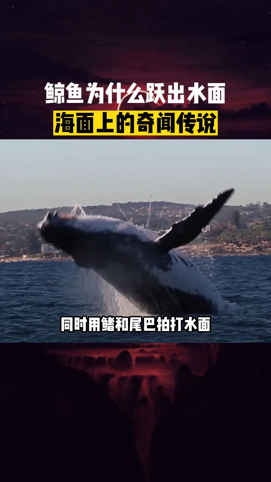 海面上多只鲸鱼跃出水面