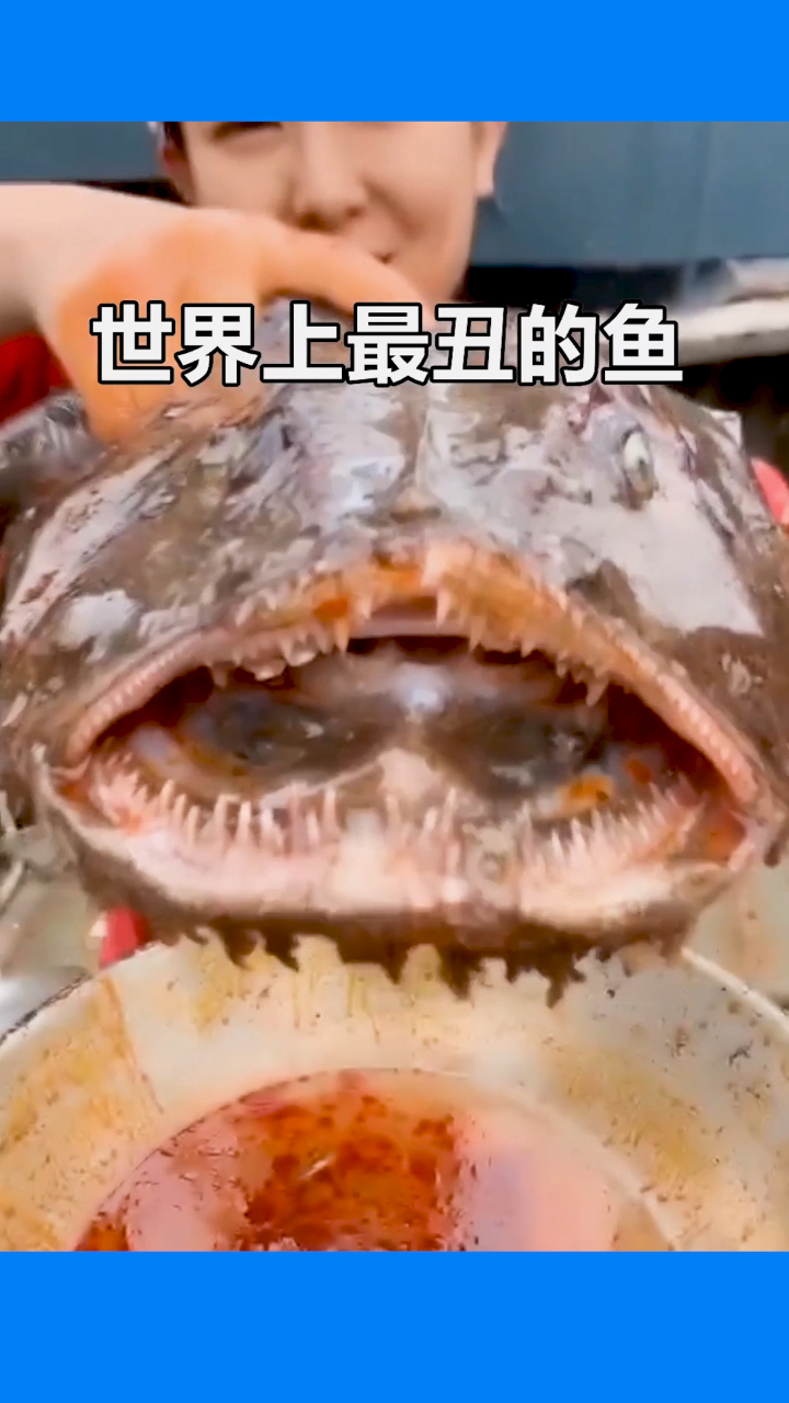 世界上最丑的鱼,大鼻子大眼睛还一脸忧伤!