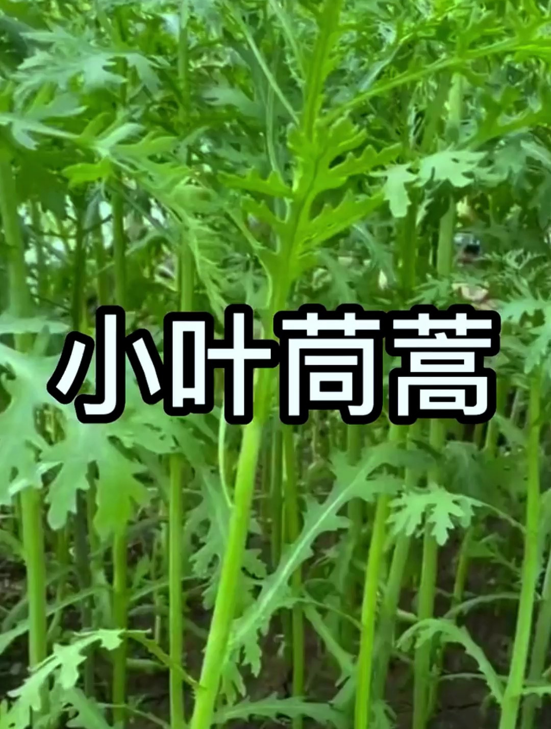 常吃茼蒿好处多,蒿之清气,菊之甘香,这几大“功效”要重视!