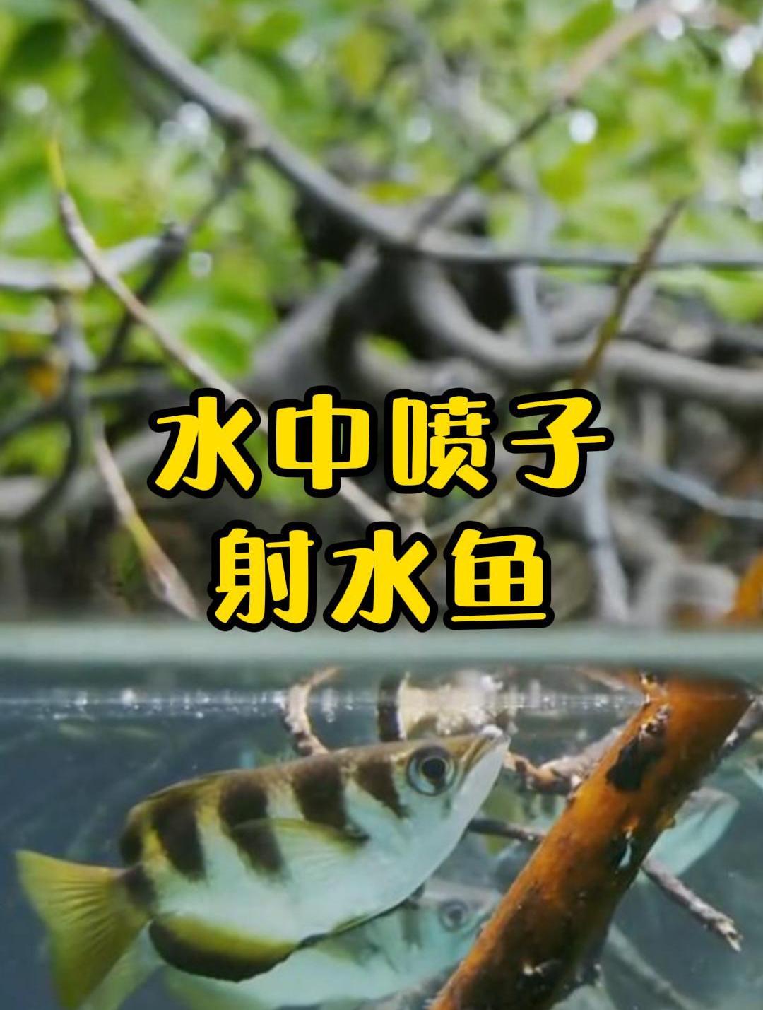 水中喷子射水鱼,多能喷?