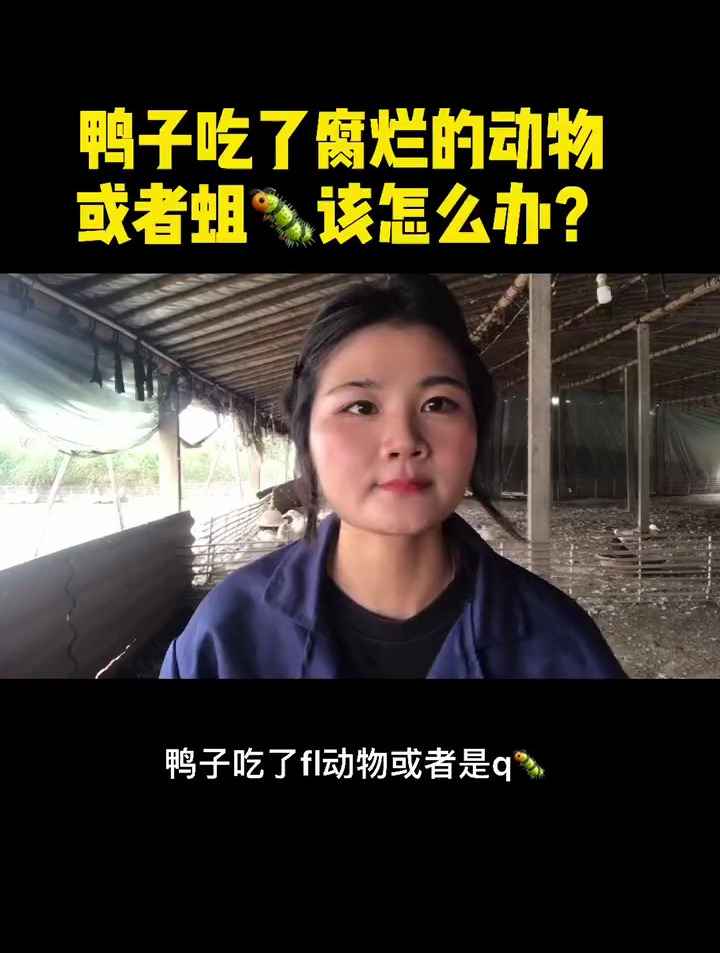 鸭子吃了不该吃的东西,用这个方法很管用