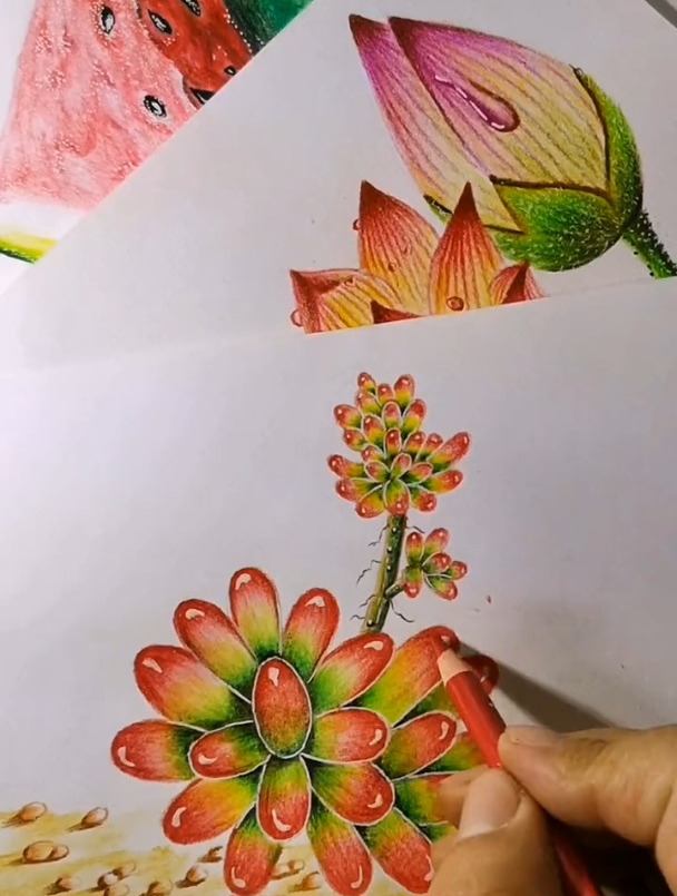 「多肉植物」彩铅手绘,每晚9点40直播分享绘画技法