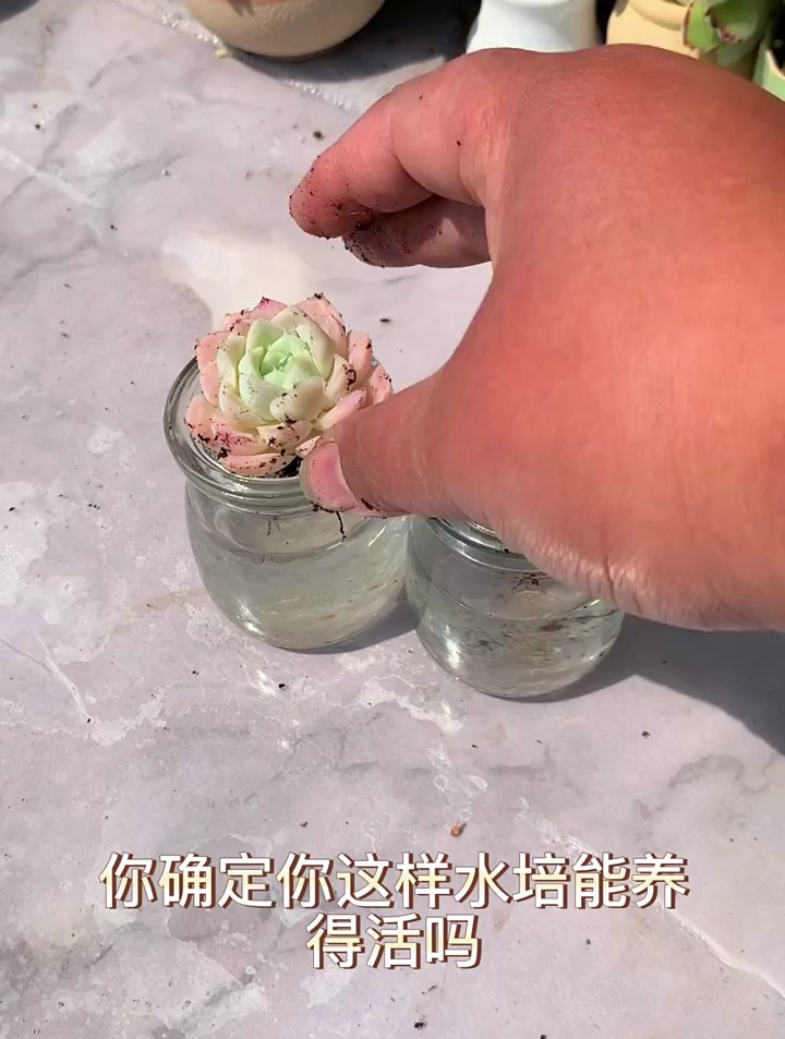 水培多肉植物,今天你学会了吗?
