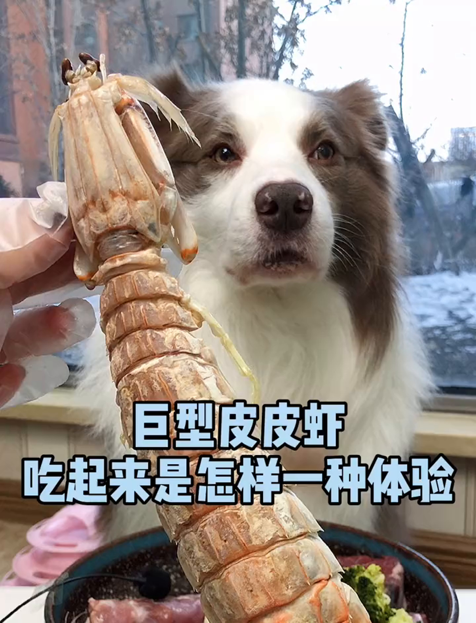 这大号皮皮虾至少得有30厘米长,肉特别嫩!
