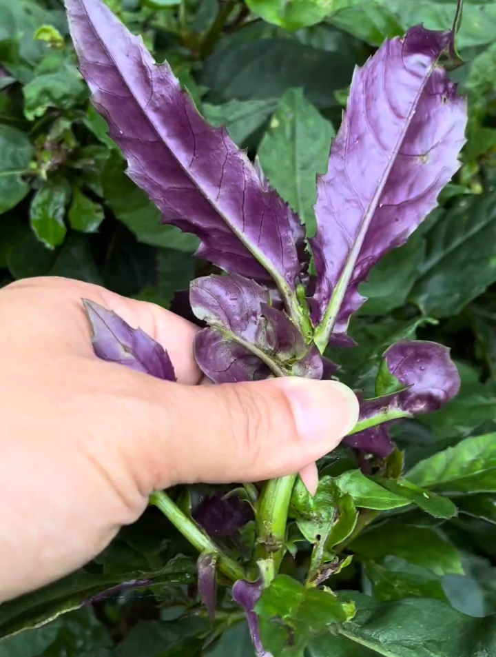 植物科普:红凤菜,村里人叫血蕨是我国传统的野菜