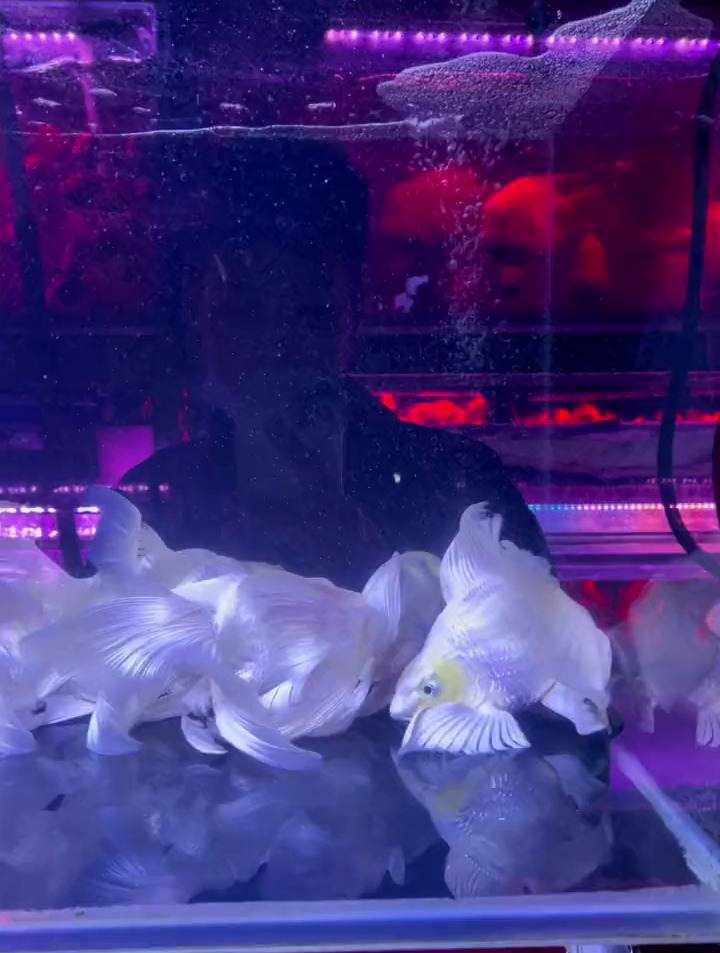 蝴蝶鲤鱼友们,这一缸鱼买贵了吗?