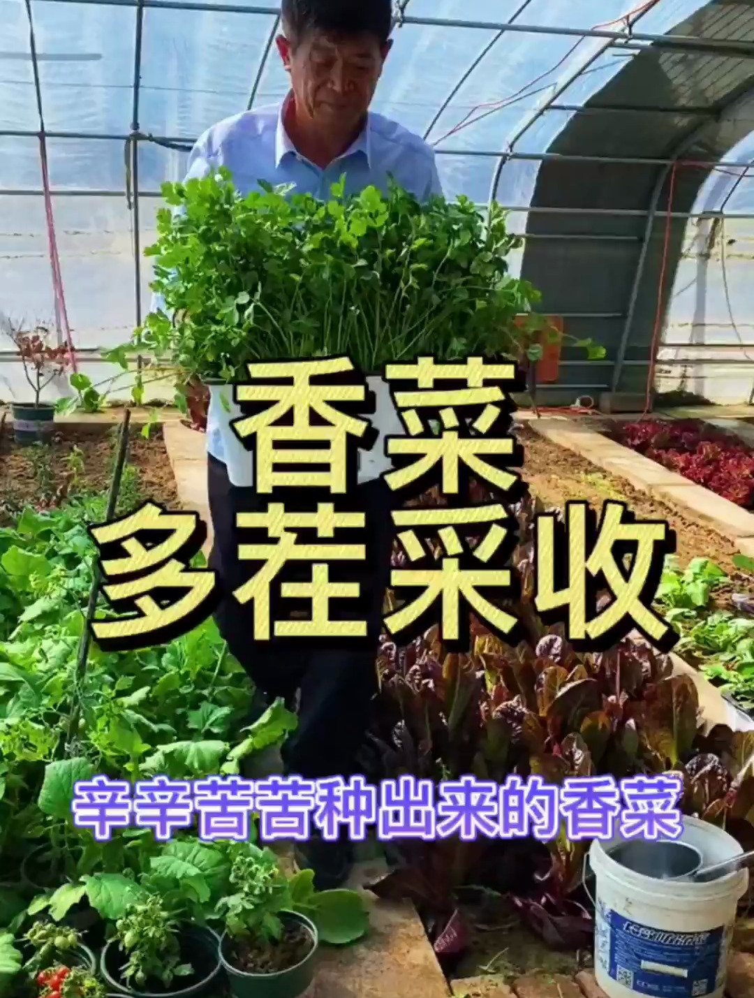 香菜多茬采收的小技巧