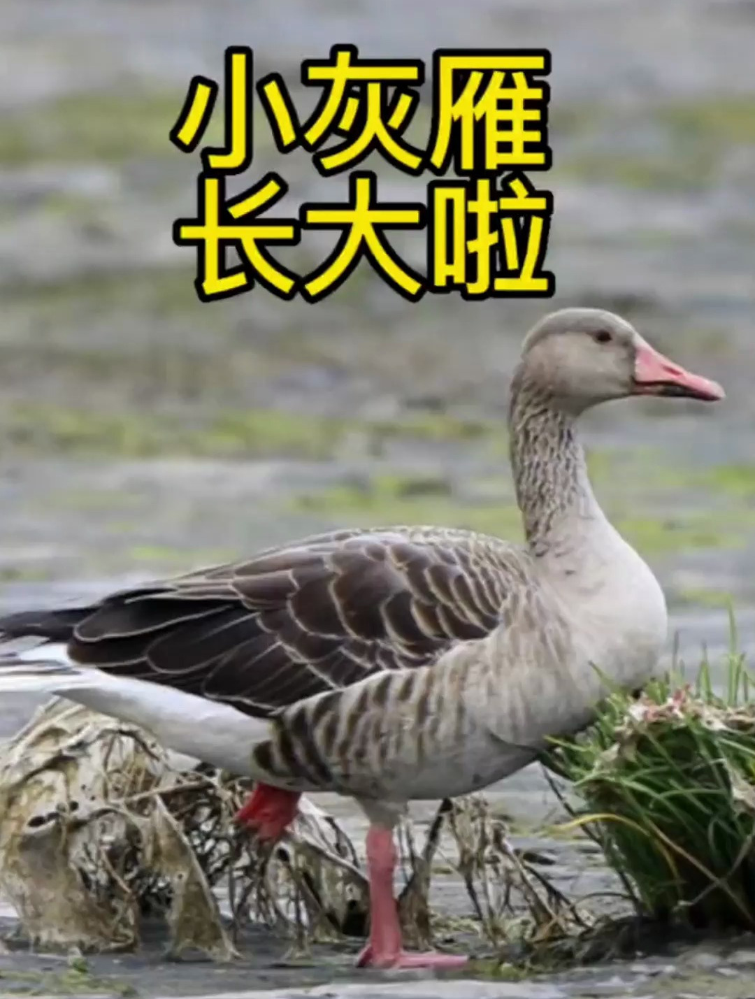 灰雁鹅你们见过吗?