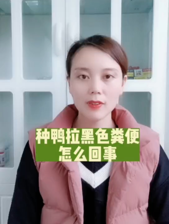 禽医恒艳谈种鸭拉黑色粪便怎么回事种鸭拉黑色稀便应注意什么