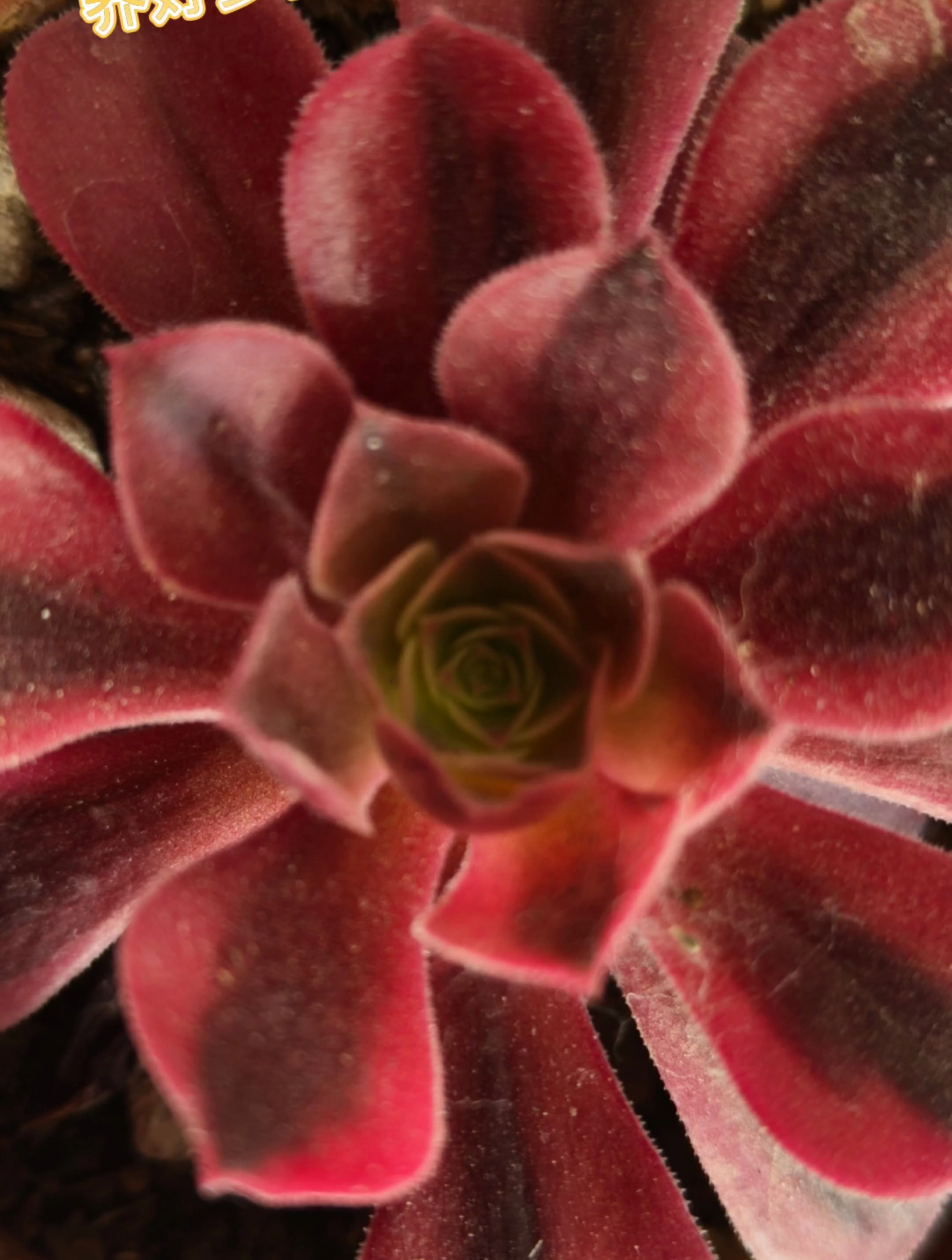 想养多肉,不要错过这个好看又好养的发师美杜莎