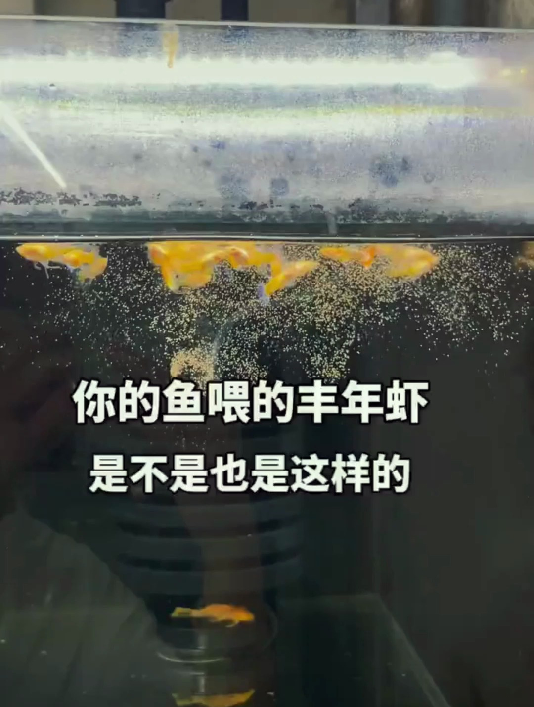 你的鱼喂丰年虾是不是这样?浪费又不干净!
