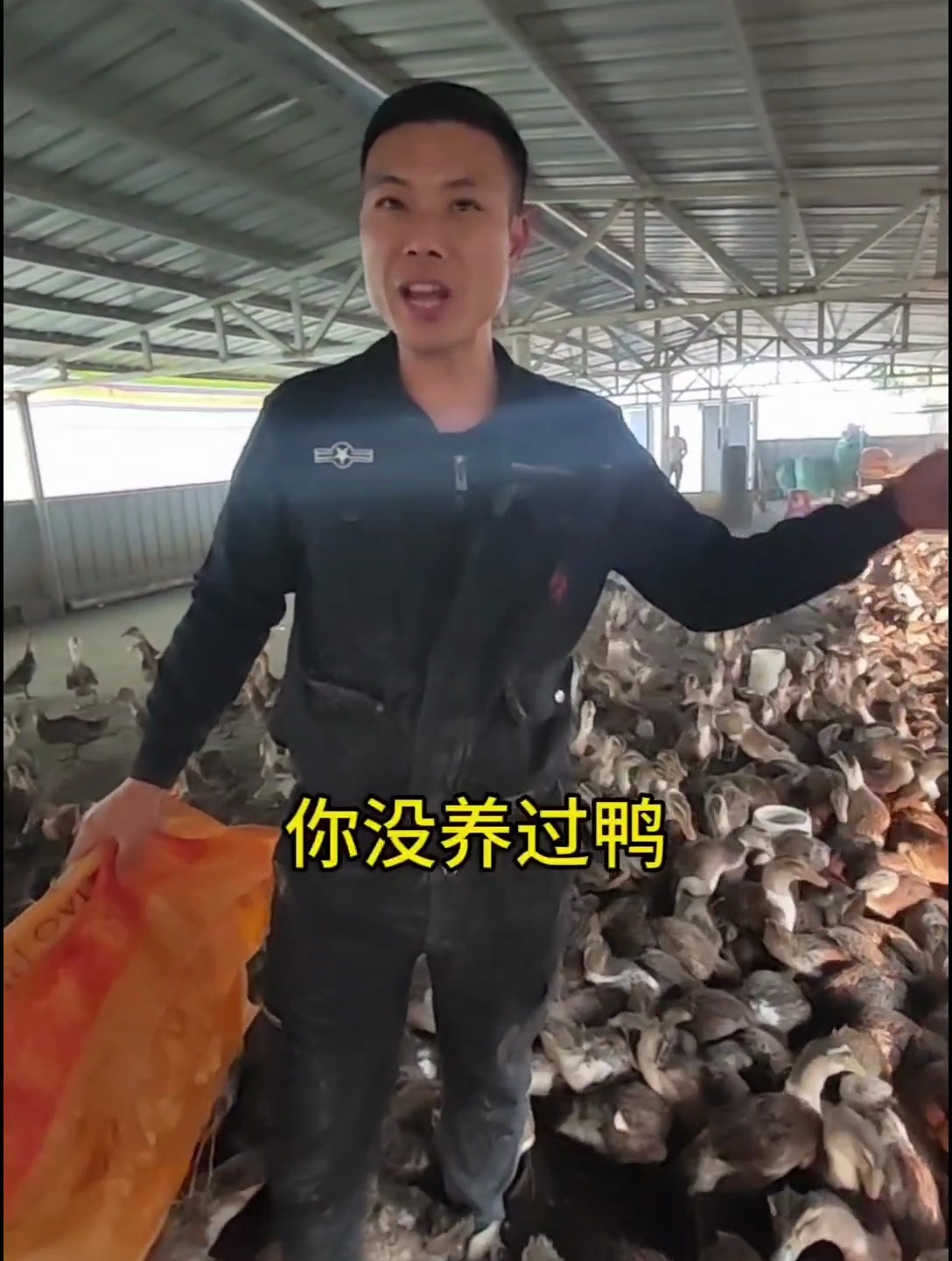 看鸭子们永远吃不饱的样子