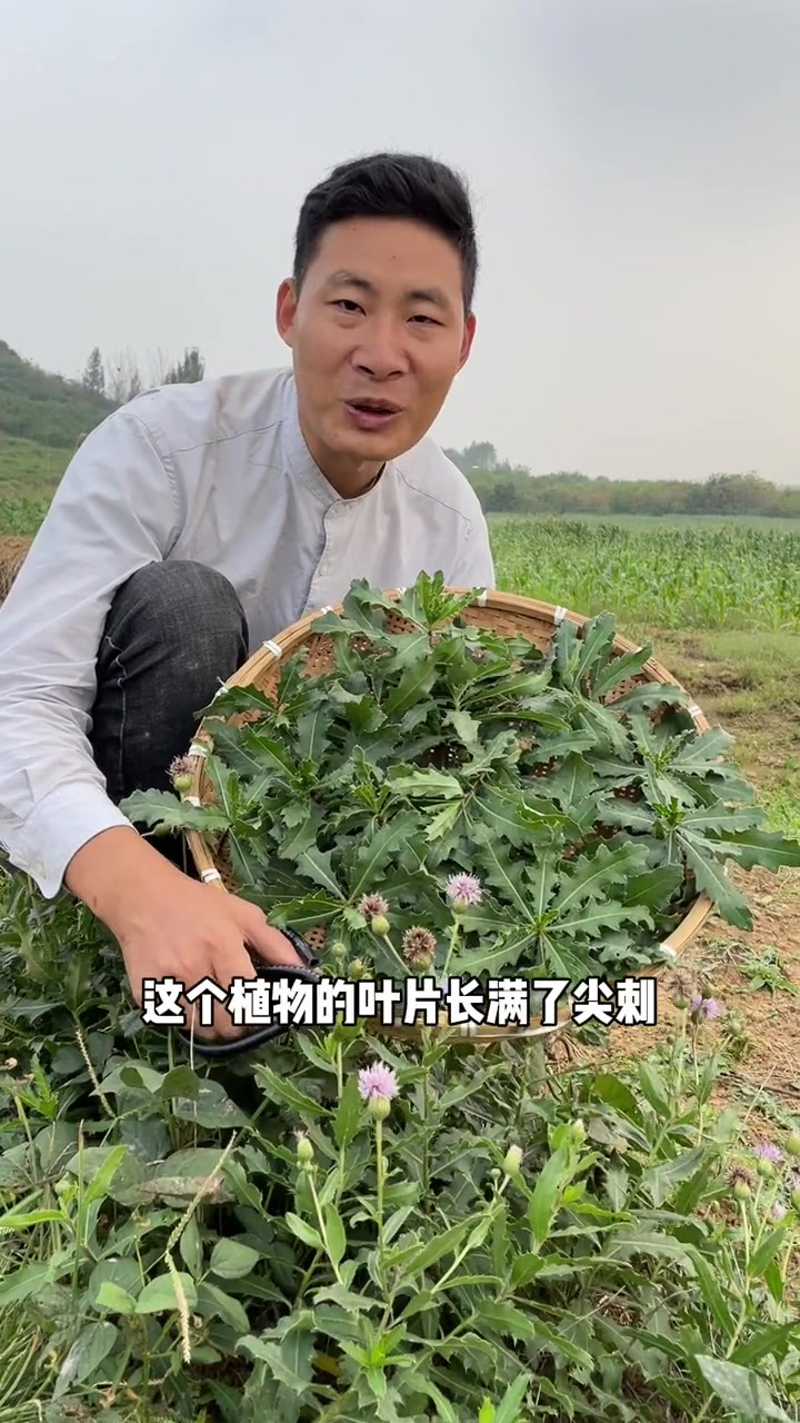 刺菜是小蓟的别称，我们当地人称之为七七芽