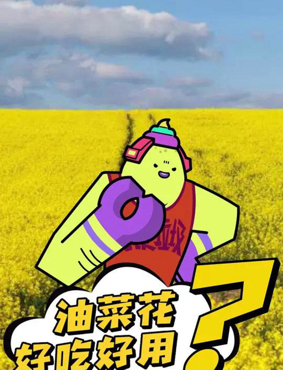 油菜花好吃好用